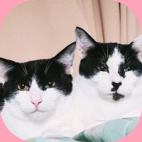 ながはま地域猫の会 会員画像