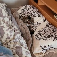 ぶりぶりぶーさん