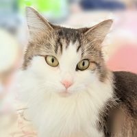 ねこレイアさん