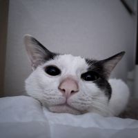 えん@迷子猫さん