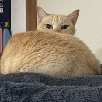 かずみかんさん