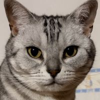 猫様の付き人さん
