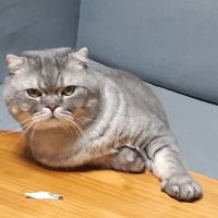 helloneko 会員画像