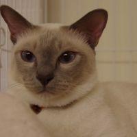 miyunekoさん