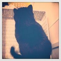 ねこあず 会員画像