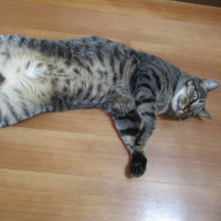 felis 会員画像