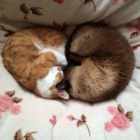 ミサキチコ 会員画像