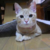 ハルハル 会員画像