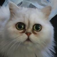とよのすけ 会員画像