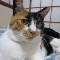 アルトネリコ 会員画像