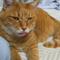 招き猫さん 会員画像