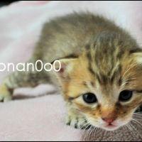 conan0o0 会員画像