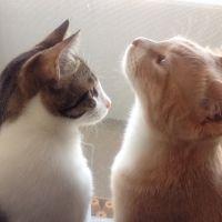 こむぎ&だいず 会員画像