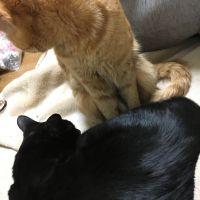 唖梦 会員画像