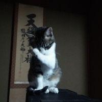 komatu00 会員画像