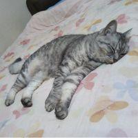 しまんちゅ 会員画像