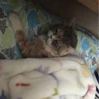 花子とマル 会員画像