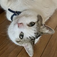 にくまさママ 会員画像