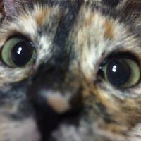 保護ねこハウス ニャンちゅうさん家 会員画像