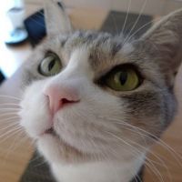 きなこねね 会員画像