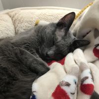 ノアのママさんさん