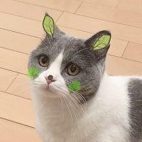 にこー 会員画像