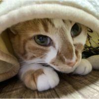 かおもじ 会員画像