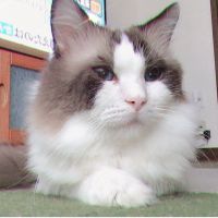 Kattshu 会員画像