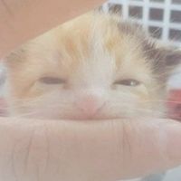 とびみけ 会員画像