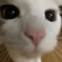 あさくら 会員画像