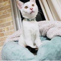 とてとてミント