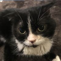 猫ねこネコさん 会員画像