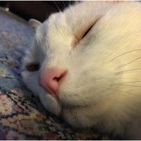キチくん 会員画像