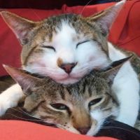 しろみみねこ 会員画像