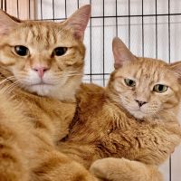 miisukecyan 会員画像