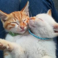 わらび_もち 会員画像