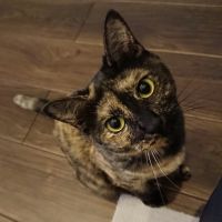 ネコタロウ_ 会員画像