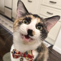 ぱすてるしっぽ 会員画像