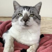 猫村ハルコ 会員画像