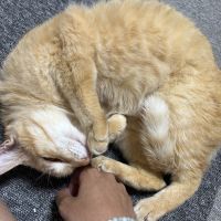 ノアマル 会員画像