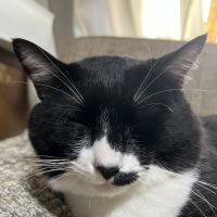 さくら˶˃ᴗ˂˶さん