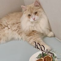 ロワの飼い主さん