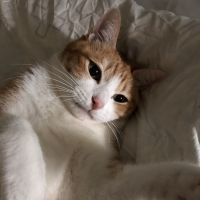 チャチルさん