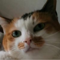 つなしまんさん