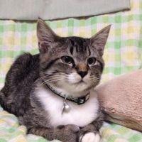 ゆのたん 会員画像