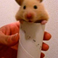 ほらぴ 会員画像