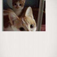 わかさぎ 会員画像