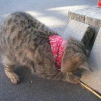 恋花 会員画像