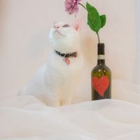 嫁すけ 会員画像
