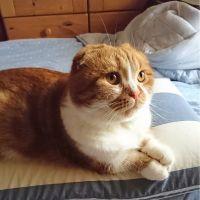 ももしゃんままんさん